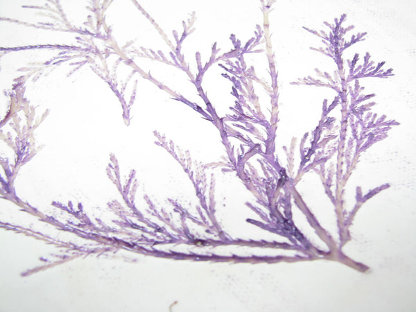 edgebrookhouse - Handcrafted Pottery Decorative Plate or Trinket Dish with Herb Dill Wildflower Design by ViVi